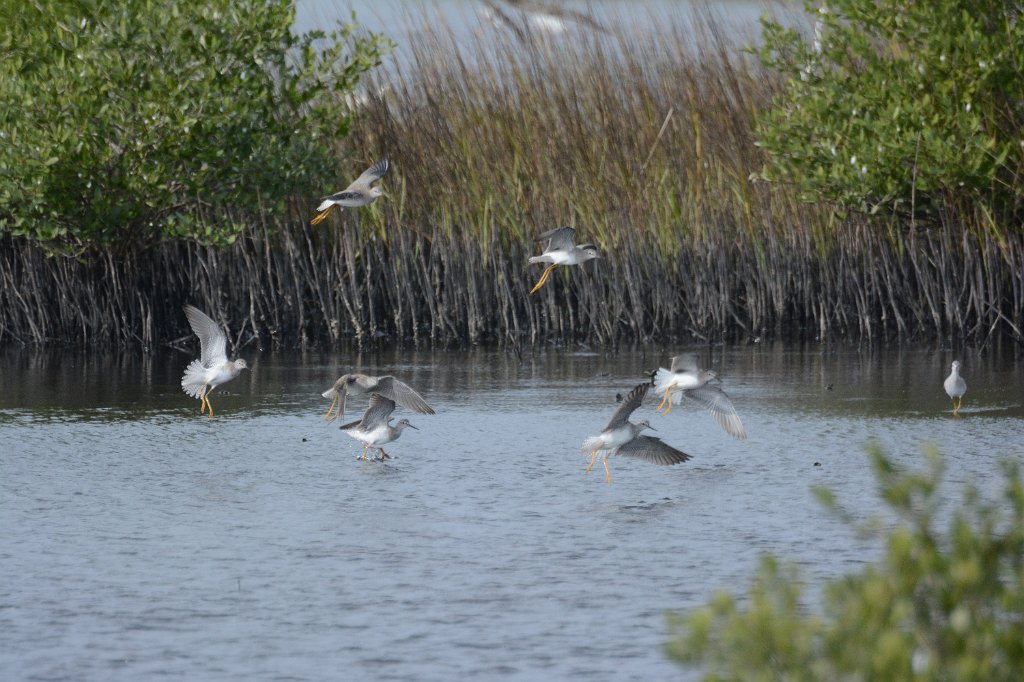 Sandpiper, Lesser Yellowlegs, 2015-01098788 Merritt Island NWR, FL.JPG - Lesser Yellowlegs. Merritt Island National Wildlife Refuge, MA, 1-9-2015